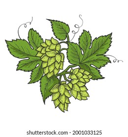 Hops plant beer ingredient line art sketch engraving vector illustration. T-shirt apparel print design. Scratch board imitation. Black and white hand drawn image.