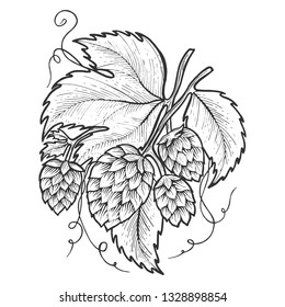 Hops plant engraving sketch vector illustration. Scratch board style imitation. Black and white hand drawn image.