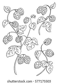 Hops plant graphic bush black white isolated sketch illustration vector