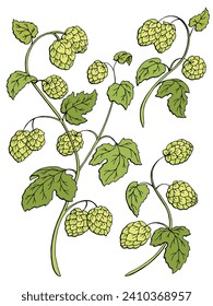 Hops plant graphic bush color isolated sketch illustration vector