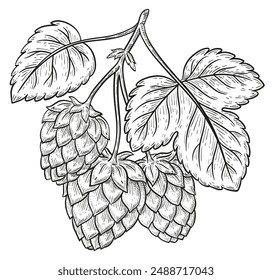 Hops plant Humulus lupulus branch with cones for beer brewing botanical outline sketch. Garden herb stem with seeds, leaves. Lager drink brewery food ingredient. Vintage hand drawn engraving. Vector 