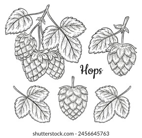 Hops plant Humulus lupulus herb branch for beer brewing botanical outline sketch set. Garden stem with cones, leaves. Lager alcohol drink brewery food ingredient. Vintage engraving line vector drawing