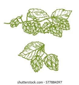 Hops plantar boceto aislado. Ramas verdes de lúpulo con cono de flor y hojas. Etiquetado de bebidas de té y hierbas o diseño de envases de alimentos