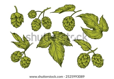 Hops plant, set of illustrations, engraving style, monochrome vector drawing