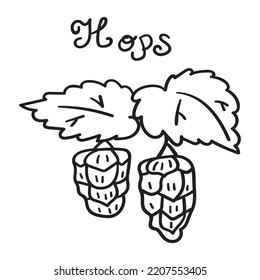 Hops. Plant. Vector outline illustration. 
