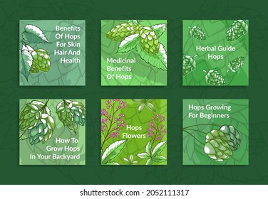 Muestra la ilustración vectorial del conjunto dibujado a mano. Colección cuadrada planta de poster de lúpulo verde en rama con hojas y feto. Recolección del ingrediente vitamínico, beneficios medicinales guía de hierbas