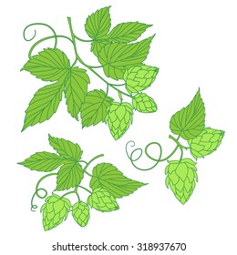 Hops vector illustration  icon or logo, ideal for beer, stout, ale, lager, bitter labels & packaging etc. Hop is a herb plant which is used in the brewery of beer.