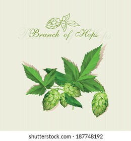 Hops. Vector Illustration. Vintage style.