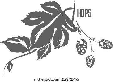 Hops vector silhouette. Hops branches flowers and cones. Hops vector set illustration for packing, beer, pattern. Hops illustration of medicinal herbal for pharmaceuticals and cosmetology.