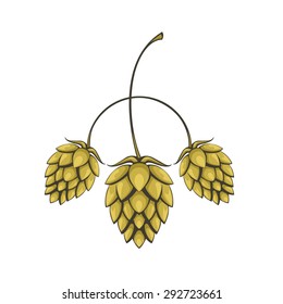 Hops vector visual graphic icon or logo, ideal for beer, stout, ale, lager, bitter labels & packaging etc. Hop is a herb plant which is used in the brewery of beer. Pixel perfect illustration.