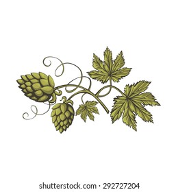 Hops vector visual graphic icon or logo, ideal for beer, stout, ale, lager, bitter labels & packaging etc. Hop is a herb plant which is used in the brewery of beer. Pixel perfect illustration.
