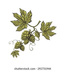 Hops vector visual graphic icon or logo, ideal for beer, stout, ale, lager, bitter labels & packaging etc. Hop is a herb plant which is used in the brewery of beer. Pixel perfect illustration.

