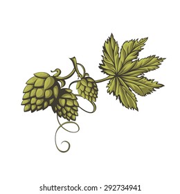 Hops vector visual graphic icon or logo, ideal for beer, stout, ale, lager, bitter labels & packaging etc. Hop is a herb plant which is used in the brewery of beer. Pixel perfect illustration.

