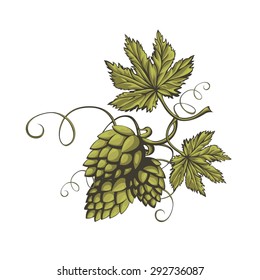 Hops vector visual graphic icon or logo, ideal for beer, stout, ale, lager, bitter labels & packaging etc. Hop is a herb plant which is used in the brewery of beer. Pixel perfect illustration.

