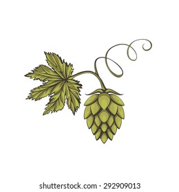 Hops vector visual graphic icon or logo, ideal for beer, stout, ale, lager, bitter labels & packaging etc. Hop is a herb plant which is used in the brewery of beer. Pixel perfect illustration.