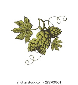 Hops vector visual graphic icon or logo, ideal for beer, stout, ale, lager, bitter labels & packaging etc. Hop is a herb plant which is used in the brewery of beer. Pixel perfect illustration.
