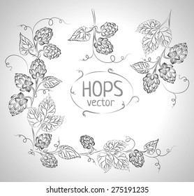 Hops vector visual graphic, ideal for beer, stout, ale, lager, bitter labels & packaging etc. Hop is a herb plant which is used in the brewery of beer. Pixel perfect illustration.