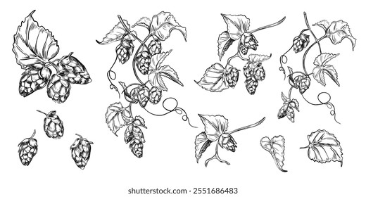 Hops vine, humulus plant, leaves black white graphic vector illustration isolated. Set of Hop cones on branch, monochrome engraving hand drawn in botanical sketch for beer label, Oktoberfest, brewing.