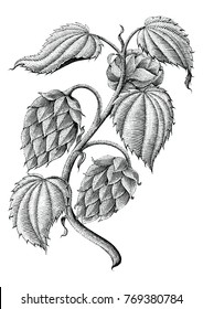 Hops vintage drawing by ink isolated on white background