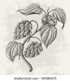 Hops vintage drawing by ink isolated on vintage background