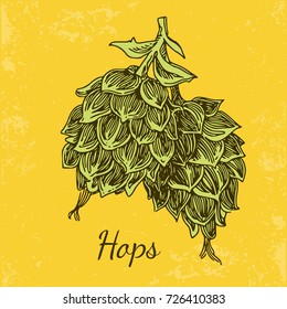 Hops. Vintage style. Vector illustration. 