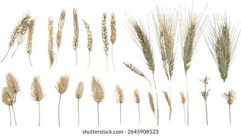Hordeum jubatum foxtail barley bobtail barley squirreltail barley intermediate barley isolated frontal cutout tree vector illustration, natural grassland, ornamental grass, seed head, flora.