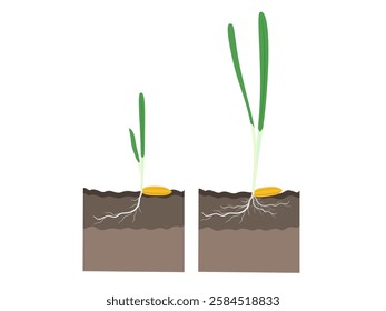 Hordeum vulgare on a white background.