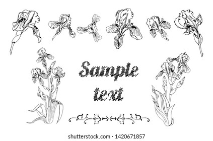 Horisontal template with bouquet and single buds of iris flowers, twirls and place for text. Hand drawn ink sketch. Set of black objects isolated on white background.