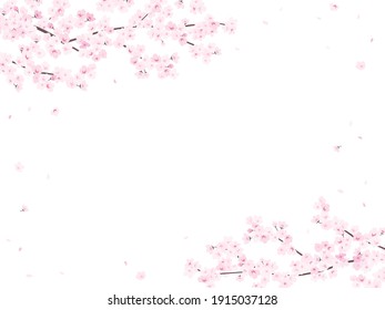 horizonal elegant frame of cherry blossoms