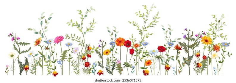 Horizontal autumn's border: marigold, poppy, thistles, gerbera, daisy flower, small green twigs, red berries on white background. Digital draw, illustration in watercolor style, panoramic view, vector