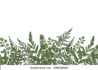 Horizontal background with beautiful ferns, wild herbs or green herbaceous plants growing at bottom edge on white background. Herbal backdrop or border. Beautiful realistic vector illustration