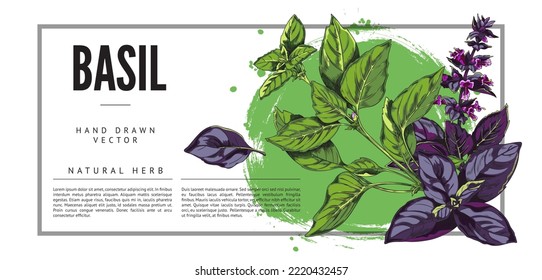 Horizontal banner about basil natural herb sketch style, vector illustration isolated on white background. Hand drawn purple and green basil leaves and flowers, decorative design, place for text