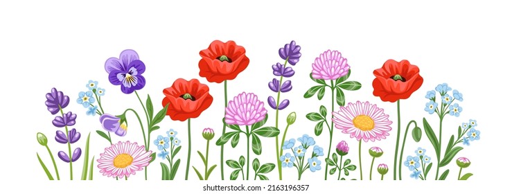 Horizontal banner with colorful blooming wild flowers. Floral background with poppy, pansy, red clover and meadow plants and leaves. Spring botanical vector illustration on white background.