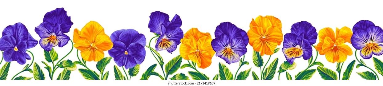 Horizontal banner, floral background decorated with gorgeous blue with yellow and purple blooming flowers of Pansies, Viola. Spring botanical vector illustration realistic flowers on white background.