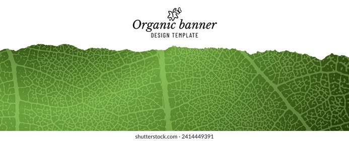 Horizontal banner with leaf texture. Natural textured template. Torn outline shape. Editable color. Vector