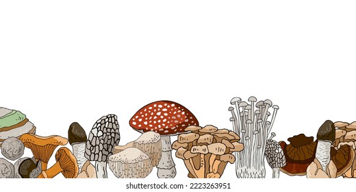 Horizontal banner medicinal forest mushrooms, plants isolated on white. Floral border with symbols of folk medicine for cards, social media. Postcard with plants for phytotherapy. Vector illustration.