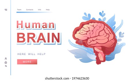 horizontal banner template website landing page medical theme, human internal health on white background