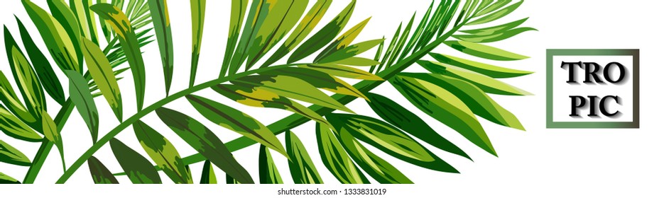 Horizontal banner with tropical  leaves. Background with tropical leaves for beauty salons, spa salons, weddings.