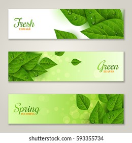 Horizontal banners with green leaves and water drops. Morning dew, fresh foliage. Vector illustration. Spring is coming concept