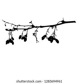 Horizontal barberry branch with berries. Horizontal Vector isolated illustration. Winter. Autumn. Postcard. Black color.