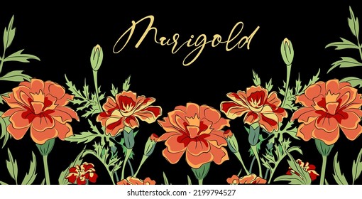 Horizontal black banner or floral backdrop decorated with gorgeous blooming Marigold flowers and leaves border. Autumn botanical flat vector art illustration on black background.