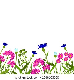 Horizontal border with field flowers isolated on white. Vector illustration. Summer flowers design.