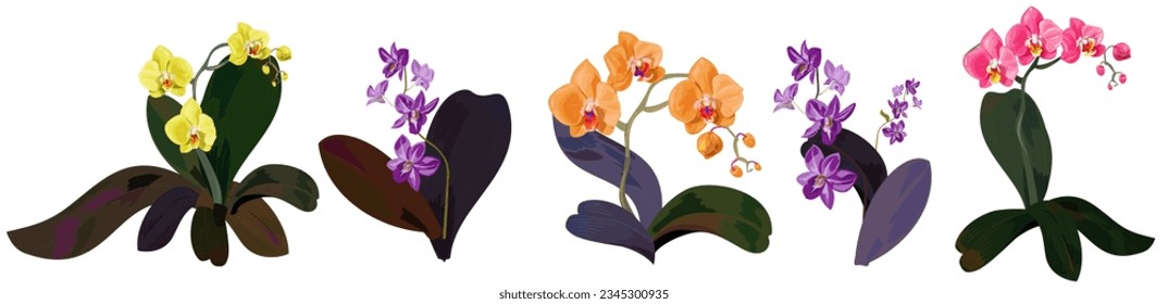 Horizontal border with Phalaenopsis and Dendrobium orchids. Red, purple, orange, yellow tropical flowers on white background. Panoramic view, realistic botanical illustration in watercolor style