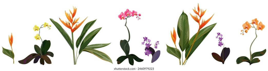 Horizontal border with Phalaenopsis, Dendrobium orchids, Bird of paradise. Red, orange, yellow tropical flower on white background. Panoramic view, realistic botanical illustration in watercolor style