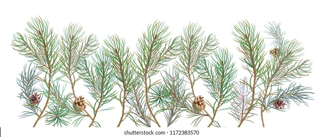 Horizontal border with pine branches and cones, needles on white background, hand digital draw, watercolor style, decorative botanical illustration for design, Christmas tree, panoramic view, vector