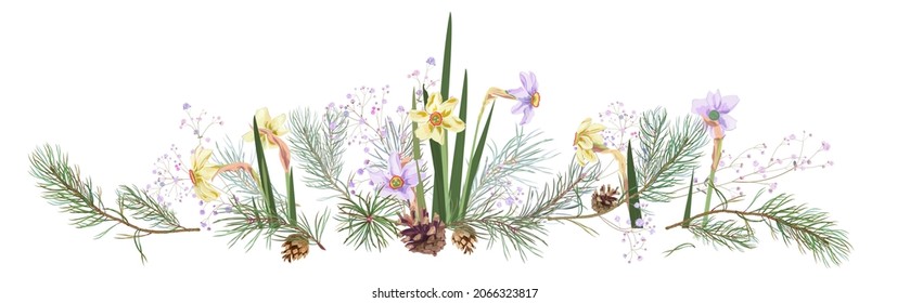 Horizontal border with pine branches, cones, narcissus, gypsophila. Needles on white background. Digital realistic botanical illustration in watercolor style. Christmas tree in panoramic view.Vector