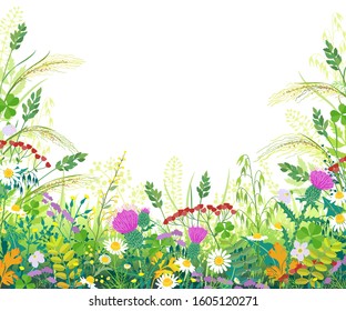 Horizontal border with summer meadow plants. Green grass, colorful flowers, wild cereals ears on white background with space for text. Floral natural summertime background vector flat illustration.