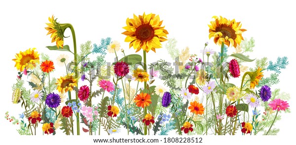 Horizontal Border Sunflowers Aster Thistles Gerbera Stock Vector ...