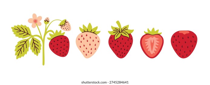 Horizontal border of various strawberry types including white pineberries and red berries on vine for web divider and washi tape stationery design