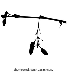 Horizontal branch of barberry with one stem and berries. Vector isolated illustration. Winter. Autumn. Postcard. Black color.